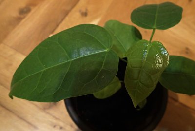 Brachychiton discolor - brachychiton - dvouletý semenáček